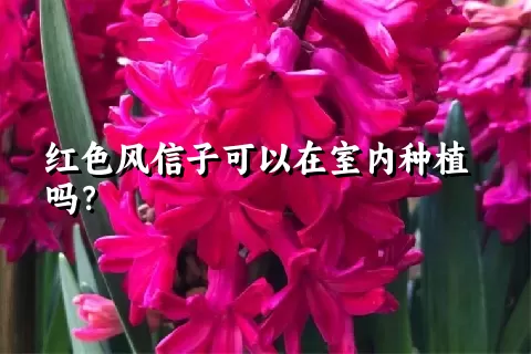 红色风信子可以在室内种植吗？