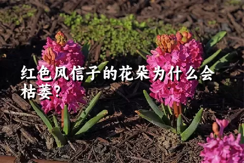 红色风信子的花朵为什么会枯萎？