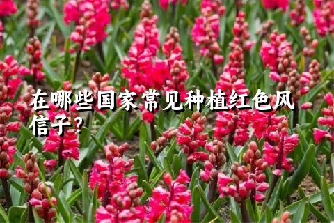 在哪些国家常见种植红色风信子？