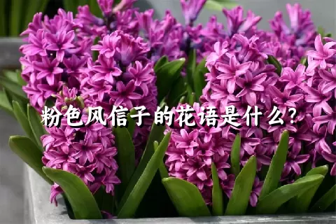 粉色风信子的花语是什么？