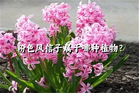 粉色风信子属于哪种植物？