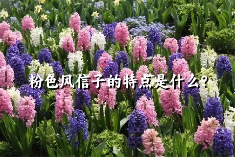 粉色风信子的特点是什么？