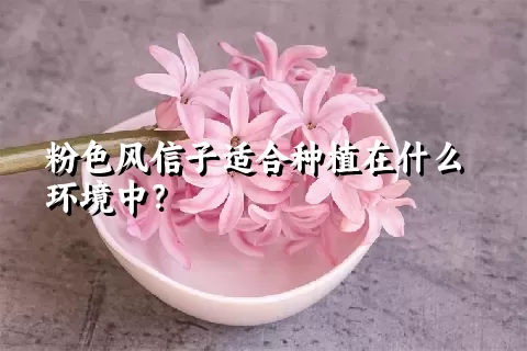 粉色风信子适合种植在什么环境中？