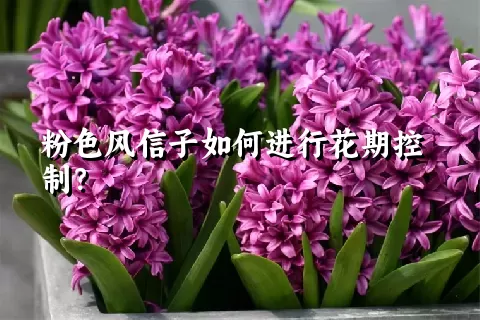 粉色风信子如何进行花期控制？