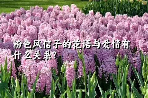 粉色风信子的花语与爱情有什么关系？