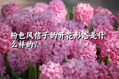 粉色风信子的开花形态是什么样的？