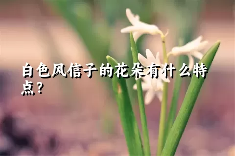 白色风信子的花朵有什么特点？