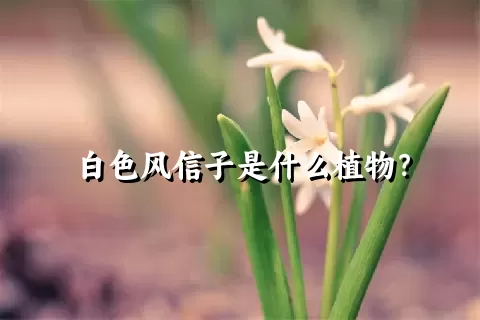 白色风信子是什么植物？