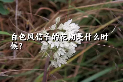 白色风信子的花期是什么时候？