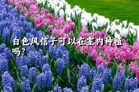 白色风信子可以在室内种植吗？