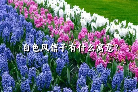 白色风信子有什么寓意？