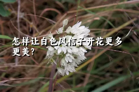 怎样让白色风信子开花更多更美？