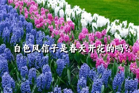 白色风信子是春天开花的吗？