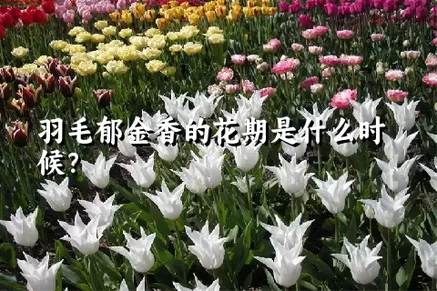 羽毛郁金香的花期是什么时候？