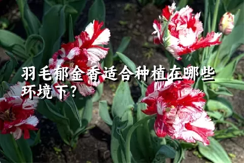 羽毛郁金香适合种植在哪些环境下？