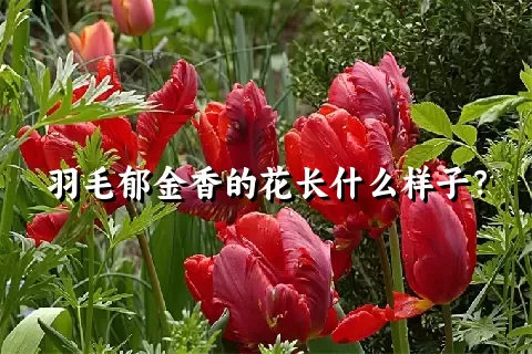 羽毛郁金香的花长什么样子？