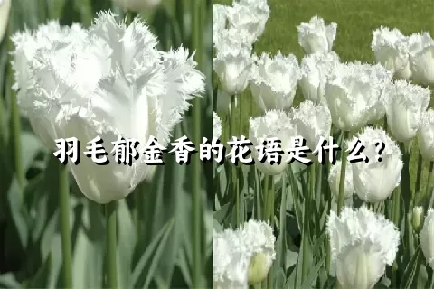 羽毛郁金香的花语是什么？