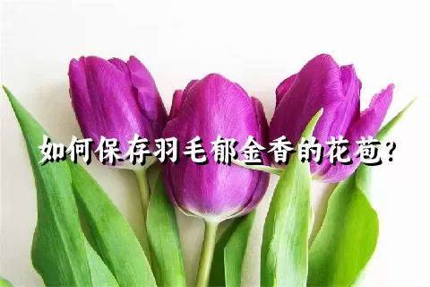 如何保存羽毛郁金香的花苞？