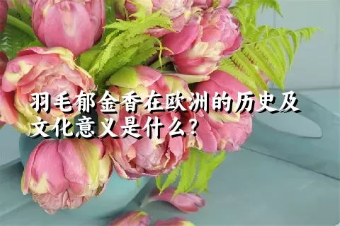 羽毛郁金香在欧洲的历史及文化意义是什么？