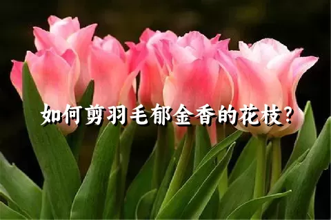 如何剪羽毛郁金香的花枝？