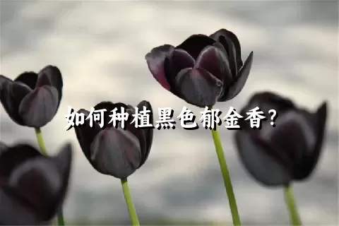 如何种植黑色郁金香？