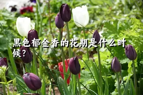 黑色郁金香的花期是什么时候？