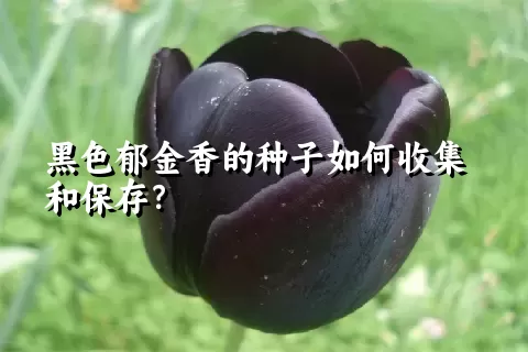 黑色郁金香的种子如何收集和保存？