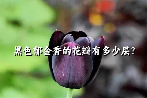 黑色郁金香的花瓣有多少层？