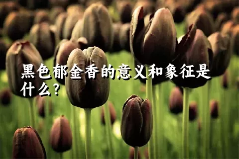 黑色郁金香的意义和象征是什么？