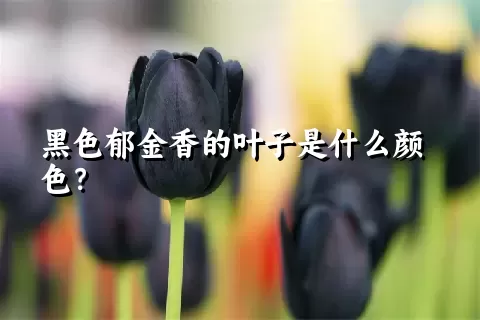 黑色郁金香的叶子是什么颜色？