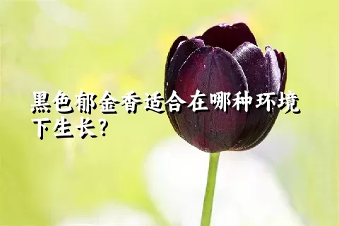 黑色郁金香适合在哪种环境下生长？