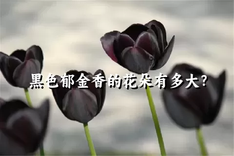 黑色郁金香的花朵有多大？