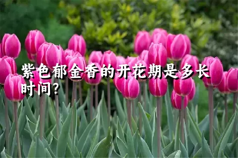 紫色郁金香的开花期是多长时间？