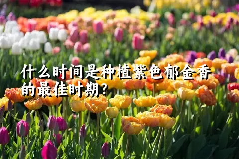 什么时间是种植紫色郁金香的最佳时期？