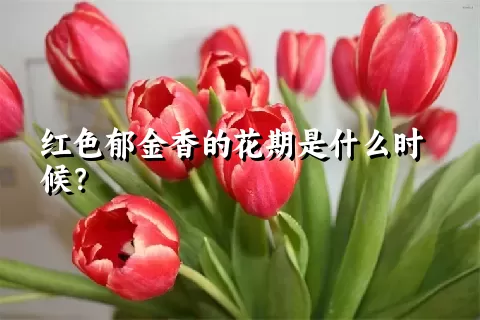 红色郁金香的花期是什么时候？