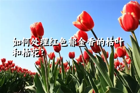 如何处理红色郁金香的枯叶和枯花？