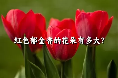 红色郁金香的花朵有多大？