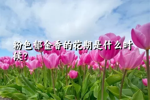 粉色郁金香的花期是什么时候？