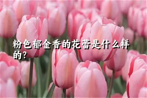 粉色郁金香的花蕾是什么样的？