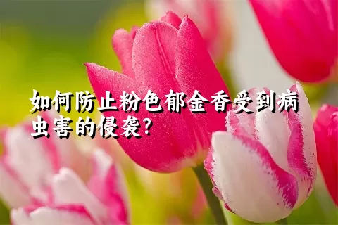 如何防止粉色郁金香受到病虫害的侵袭？