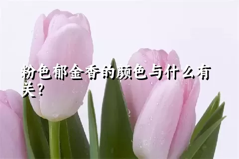 粉色郁金香的颜色与什么有关？