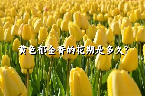 黄色郁金香的花期是多久?