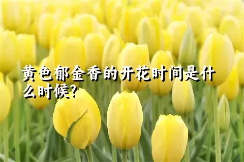 黄色郁金香的开花时间是什么时候?