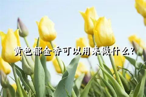 黄色郁金香可以用来做什么?