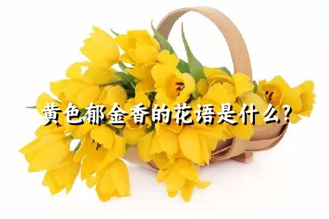 黄色郁金香的花语是什么?