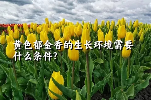 黄色郁金香的生长环境需要什么条件?