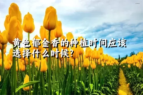 黄色郁金香的种植时间应该选择什么时候?