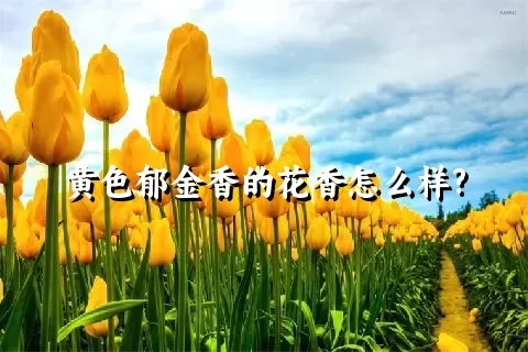 黄色郁金香的花香怎么样?