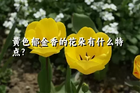 黄色郁金香的花朵有什么特点?