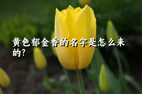 黄色郁金香的名字是怎么来的?